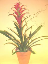 Bromeliad